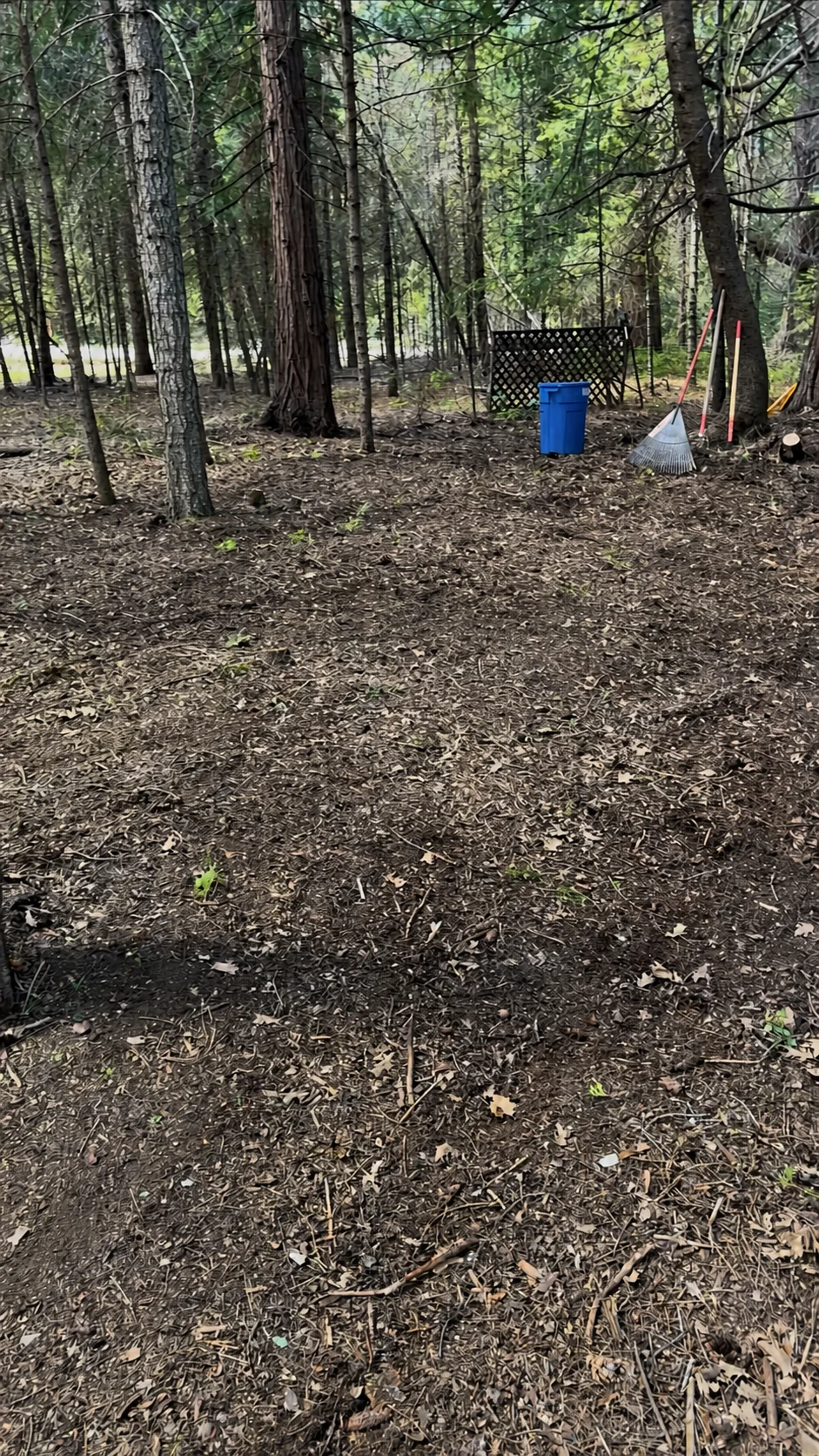 Wooded area after fallen branch cleanup