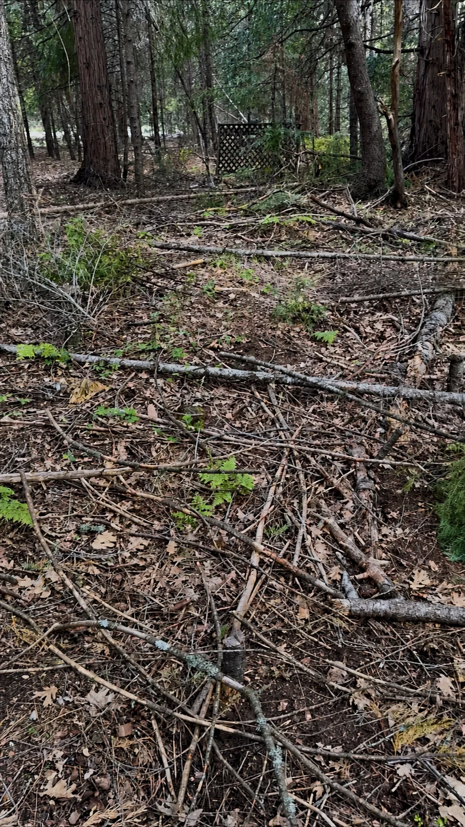 Wooded area before fallen branch cleanup