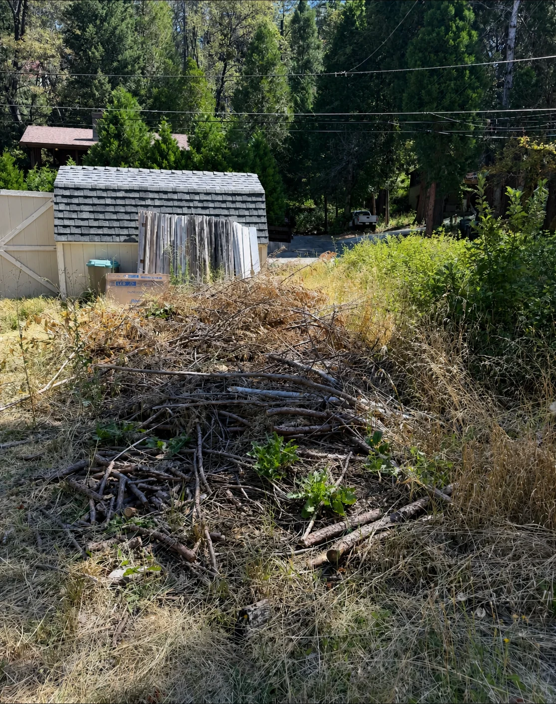 Yard before brush and branch removal